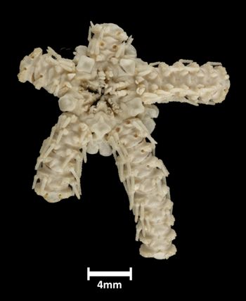 Media type: image;   Invertebrate Zoology OPH-2051 Description: Underside view of single ophiuroid specimen, arms mostly missing, with a scale bar.;  Aspect: ventral